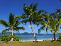 Palmen an der Anse Réunion mit Praslinblick - La Digue
